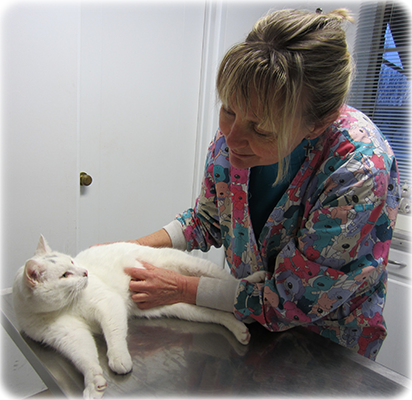 Cat Examination